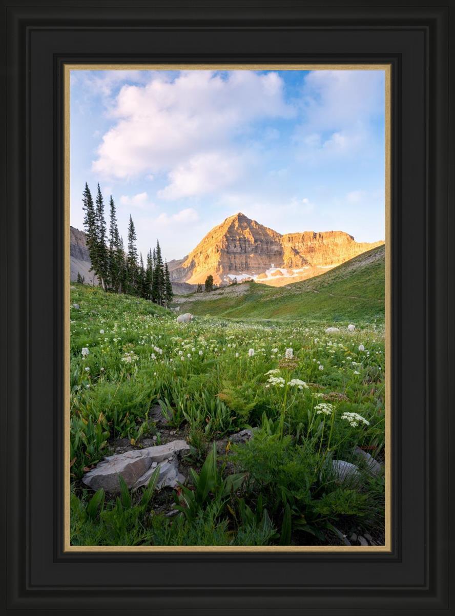 Timpanogos Meadow