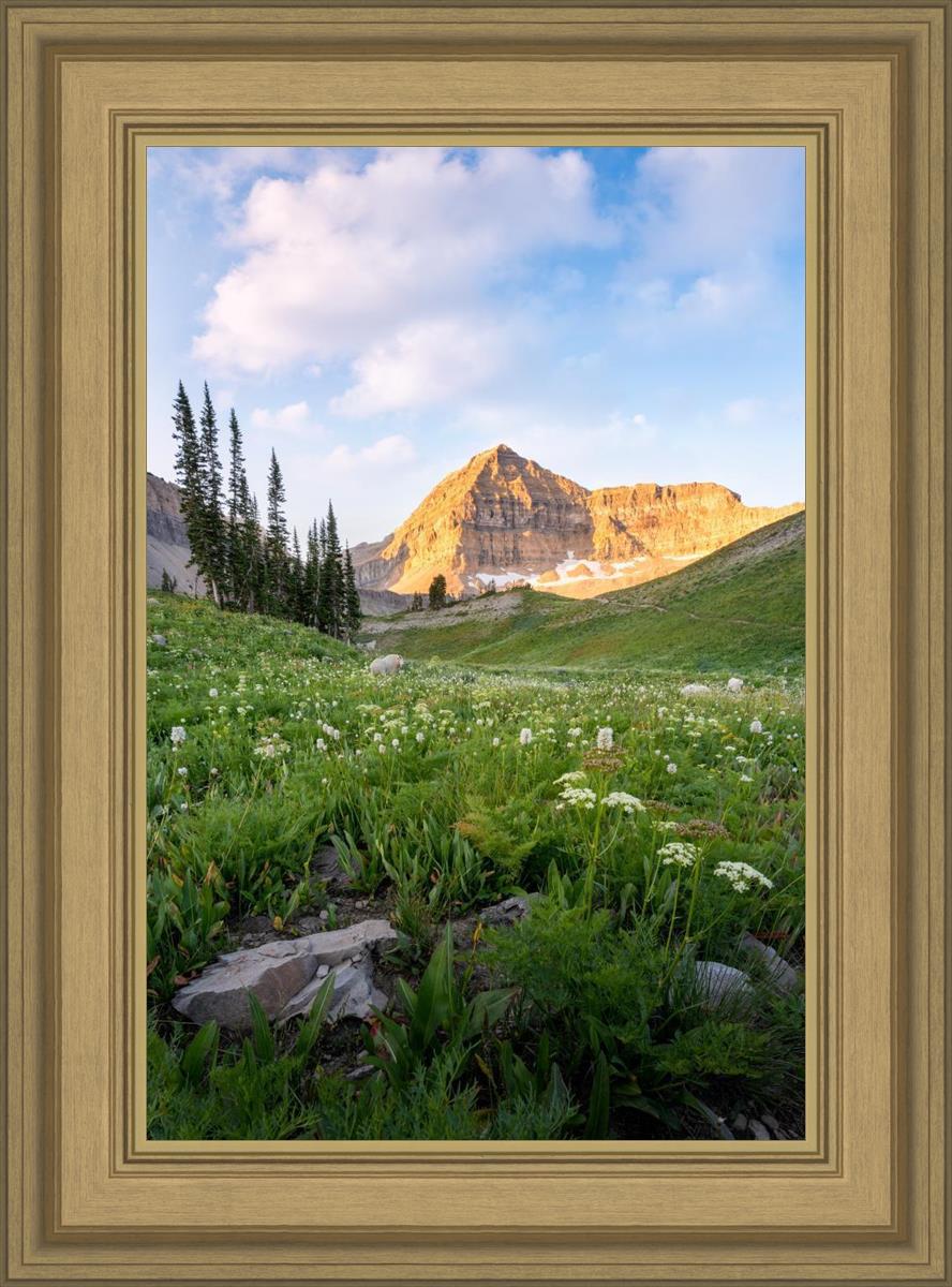 Timpanogos Meadow