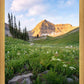 Timpanogos Meadow