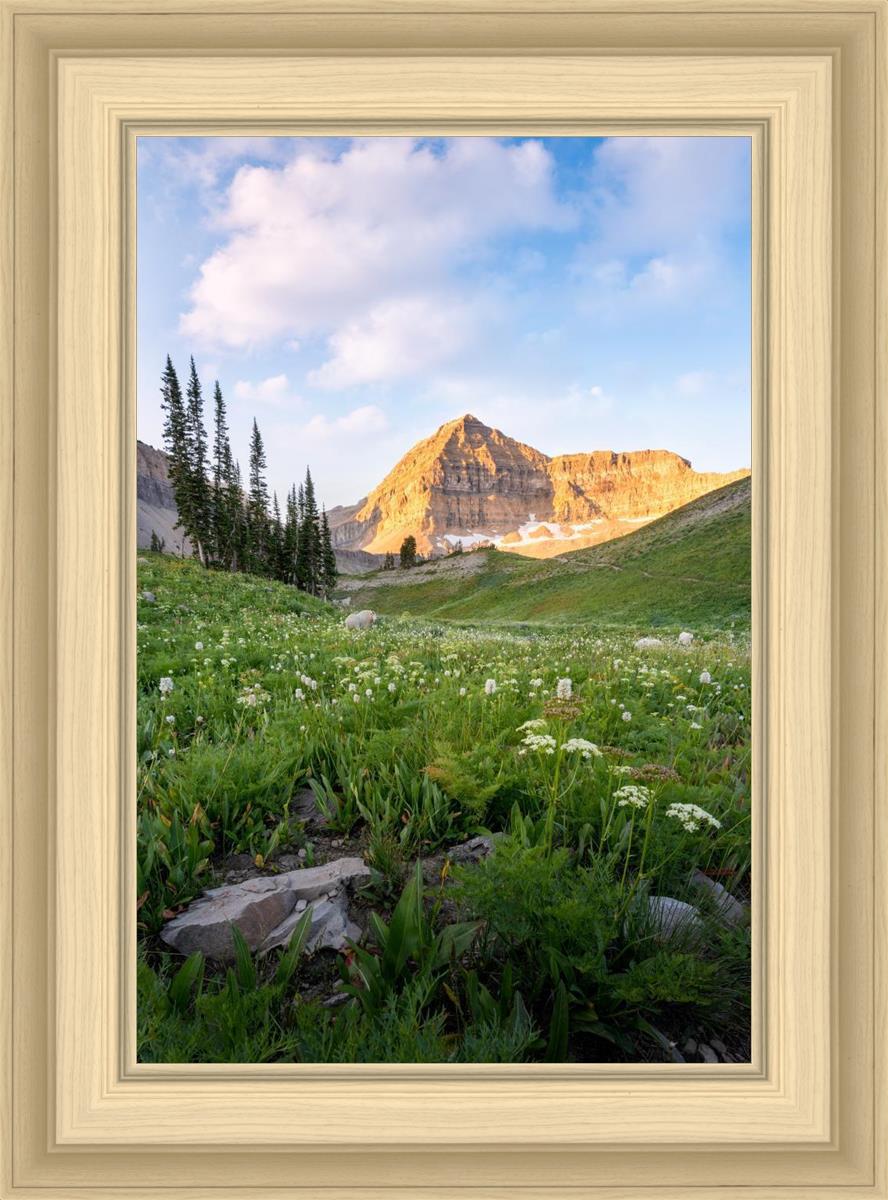 Timpanogos Meadow