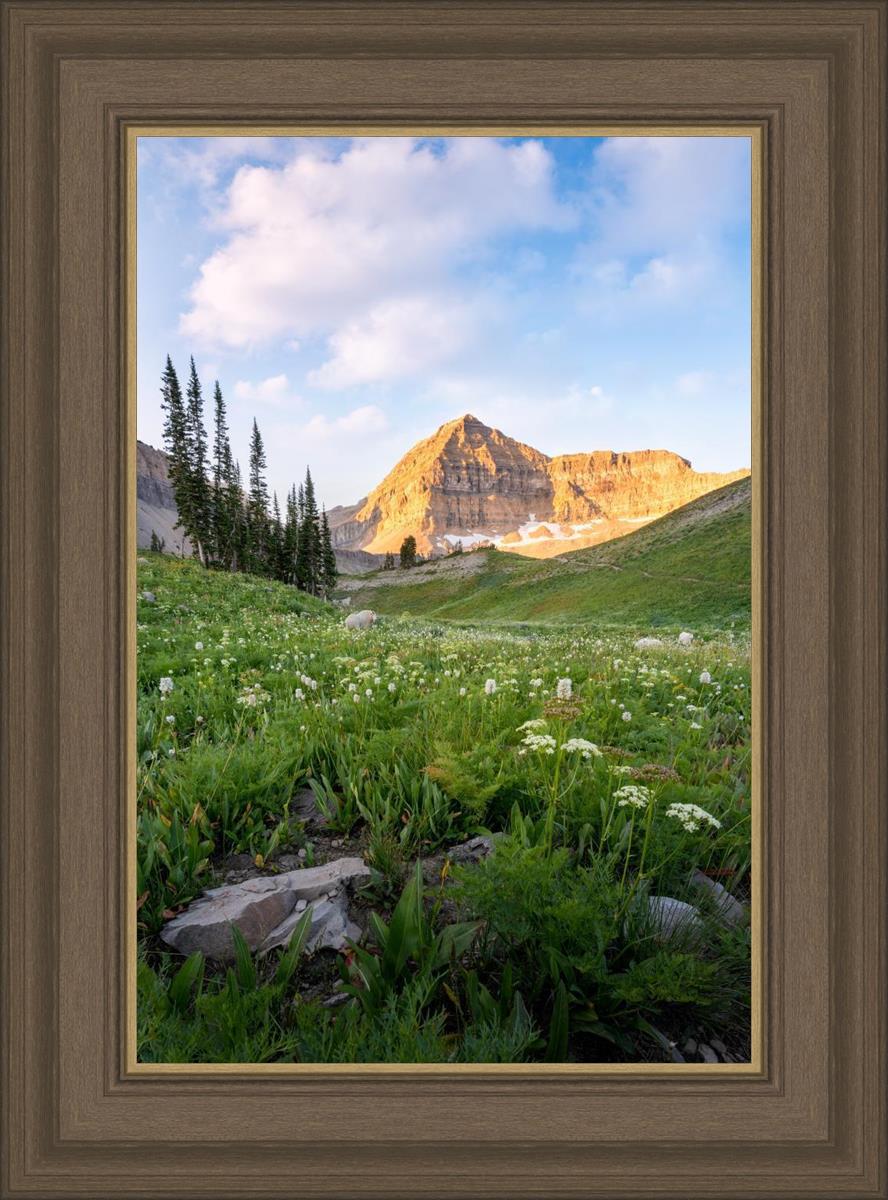 Timpanogos Meadow