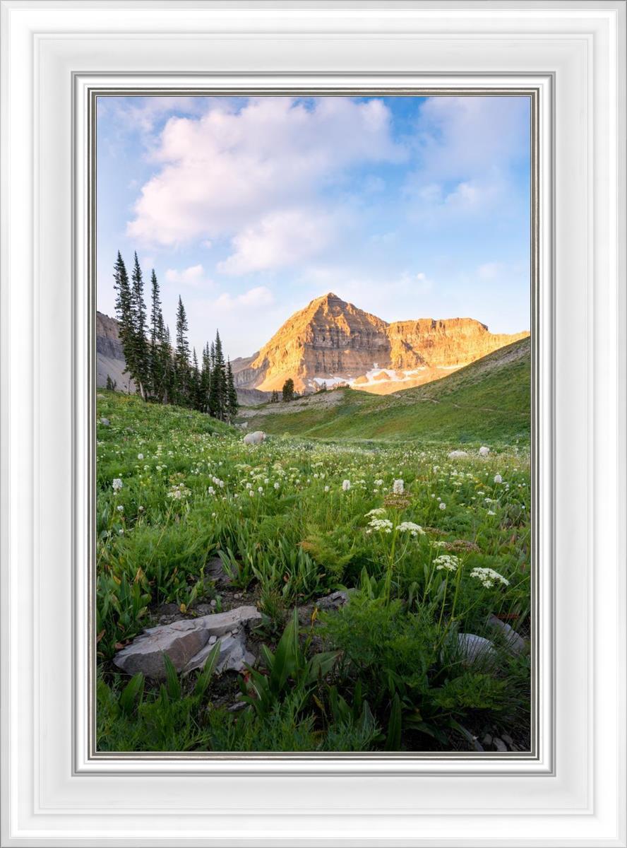 Timpanogos Meadow