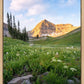 Timpanogos Meadow
