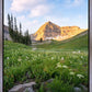 Timpanogos Meadow