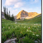 Timpanogos Meadow