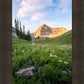 Timpanogos Meadow