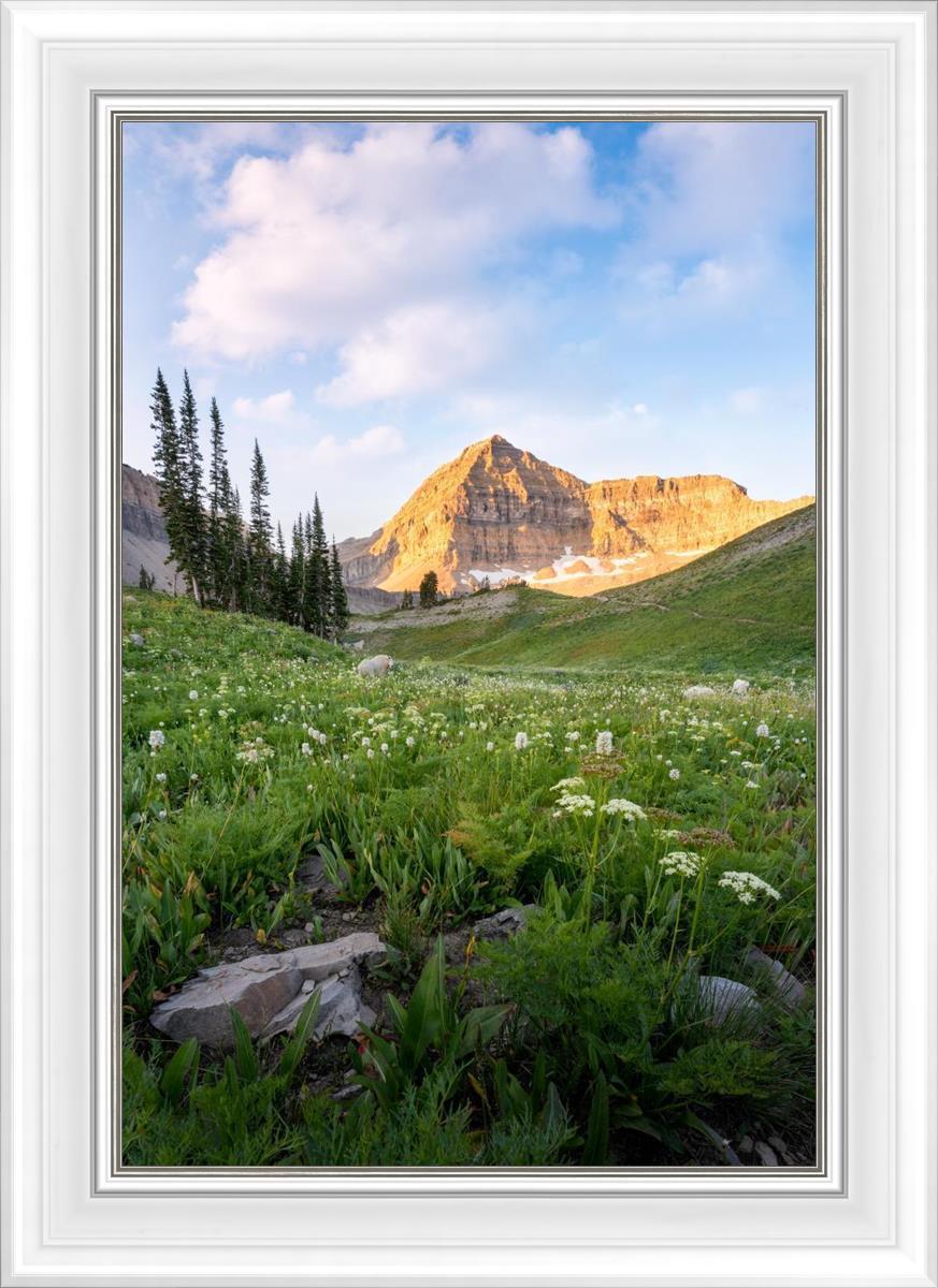 Timpanogos Meadow