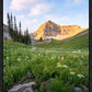 Timpanogos Meadow