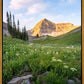 Timpanogos Meadow