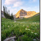 Timpanogos Meadow