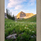 Timpanogos Meadow