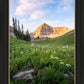 Timpanogos Meadow