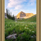 Timpanogos Meadow