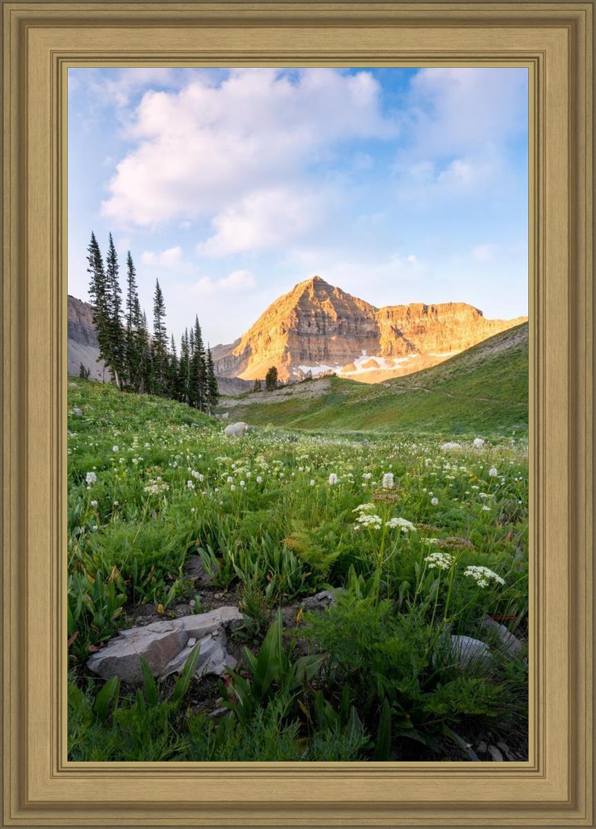Timpanogos Meadow