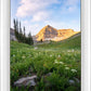 Timpanogos Meadow