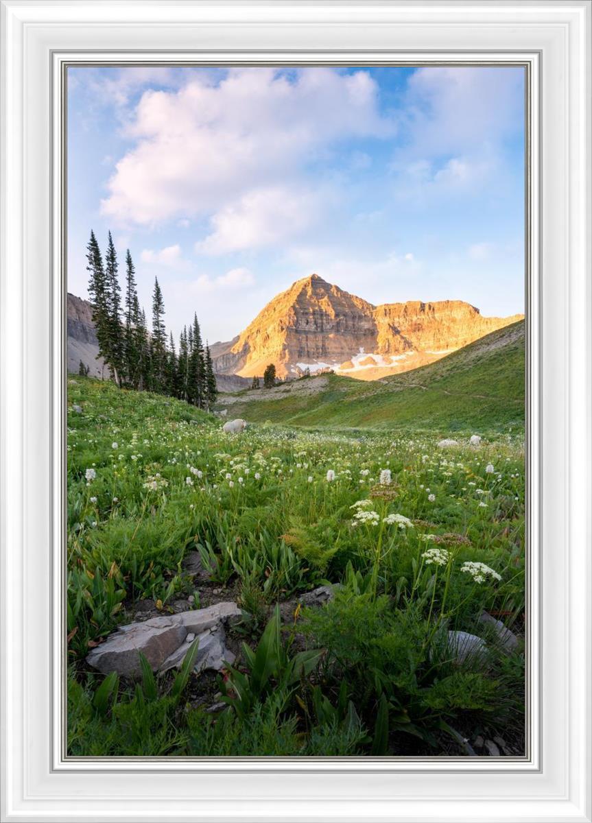 Timpanogos Meadow
