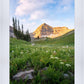 Timpanogos Meadow