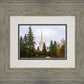 Portland Temple Forest Through The Trees