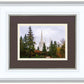 Portland Temple Forest Through The Trees