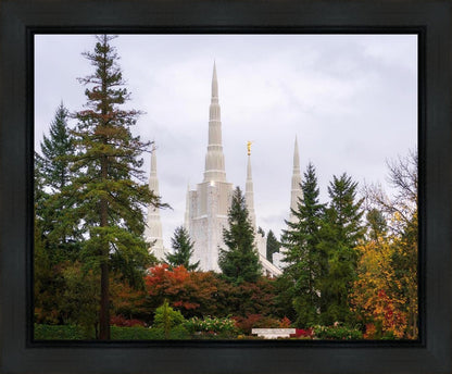 Portland Temple Forest Through The Trees