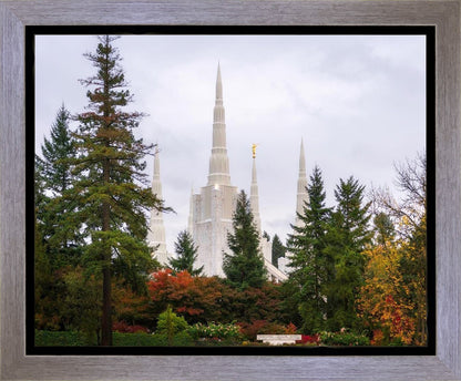 Portland Temple Forest Through The Trees