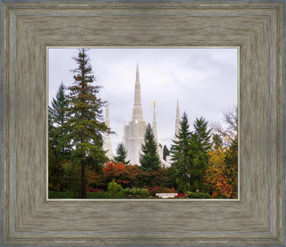 Portland Temple Forest Through The Trees