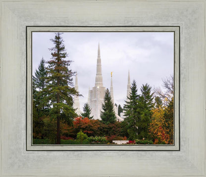 Portland Temple Forest Through The Trees