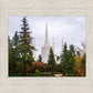 Portland Temple Forest Through The Trees