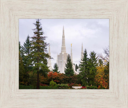 Portland Temple Forest Through The Trees
