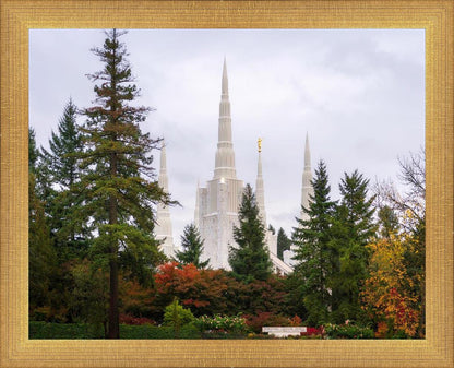 Portland Temple Forest Through The Trees