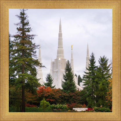 Portland Temple Forest Through The Trees