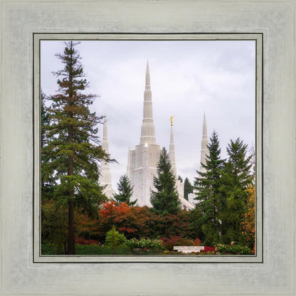 Portland Temple Forest Through The Trees