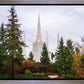 Portland Temple Forest Through The Trees