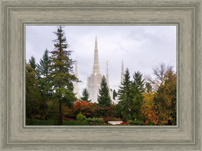 Portland Temple Forest Through The Trees