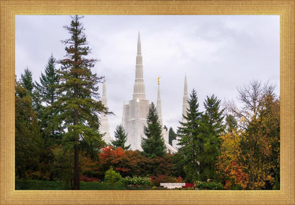 Portland Temple Forest Through The Trees