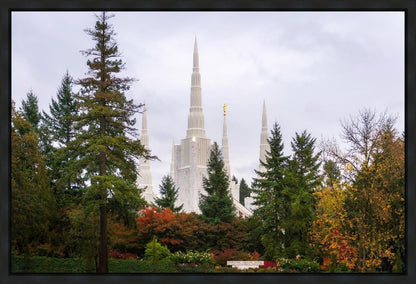 Portland Temple Forest Through The Trees