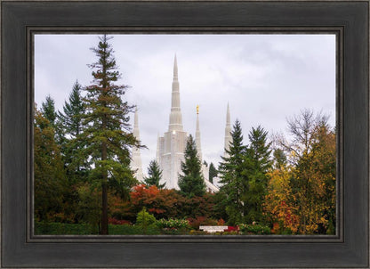 Portland Temple Forest Through The Trees