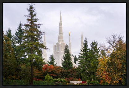 Portland Temple Forest Through The Trees