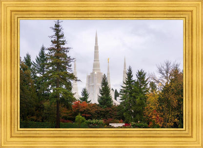 Portland Temple Forest Through The Trees