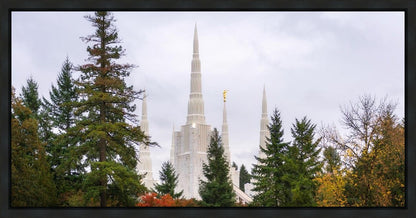 Portland Temple Forest Through The Trees
