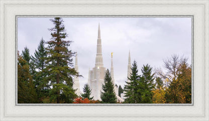 Portland Temple Forest Through The Trees