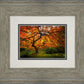 Tree of Perspective