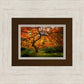 Tree of Perspective