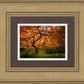 Tree of Perspective