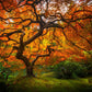 Tree of Perspective