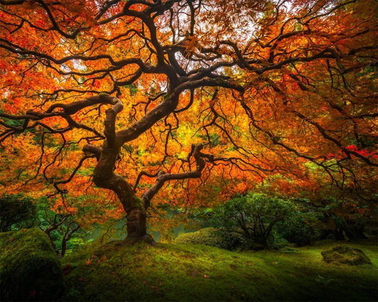 Tree of Perspective Gallery Wrap