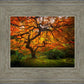 Tree of Perspective