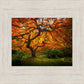 Tree of Perspective