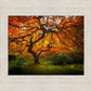 Tree of Perspective