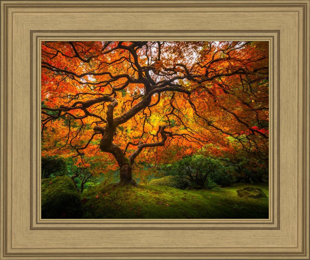 Tree of Perspective